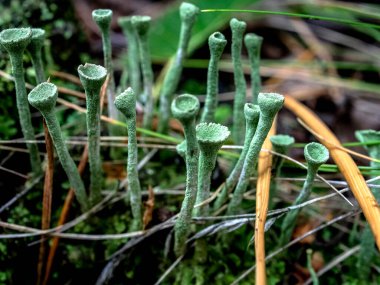 Latince adı Cladonia yaprağı olan güzel bir liken elflerin halk dilindeki kadehleri güney Urallar 'ın ormanlarında yetişir.