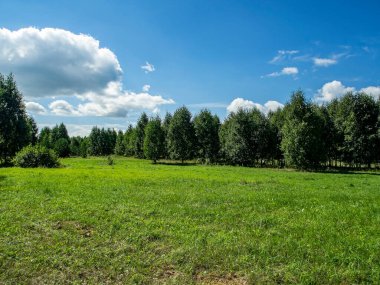 Orman kıyısı güneşli bir günde, açık bulutlu mavi gökyüzü, yeşil alan, Güney Ural, Rusya