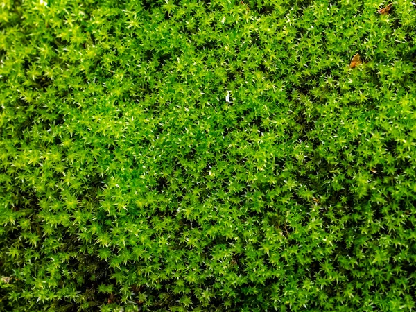 Zöld Moha Néz Mint Egy Kis Latin Neve Rhytidiadelphus Triquetrus — Stock Fotó