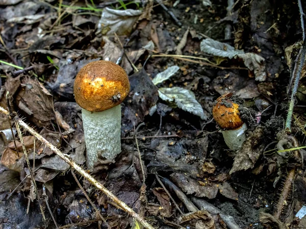 Ehető Gomba Latin Nevével Leccinum Aurantiacum Erdőben Között Lehullott Levelek — Stock Fotó