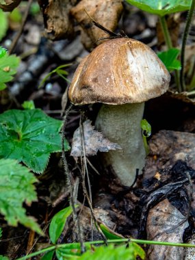 Latince adı Leccinum scabrum olan yenilebilir mantarlar dökülen yapraklar, makro ve dar odak noktaları arasında yetişir.