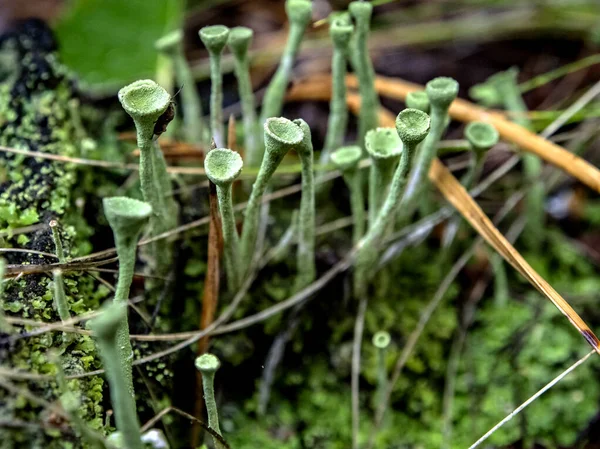 Hermoso Liquen Con Nombre Latino Cladonia Foliacea Copas Nombre Popular — Foto de Stock