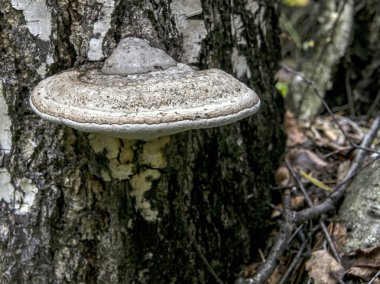 Kahverengi tinder mantarı, Latince adı Polyporaceae olan eski bir ağacın altında, mantarın dibi su gibi berrak bir sıvı olarak göze çarpar.