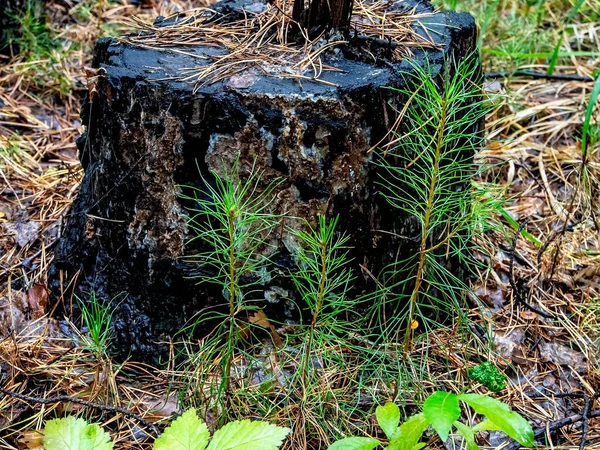 Giovani Germogli Pino Vicino Vecchio Ceppo Nella Foresta — Foto Stock