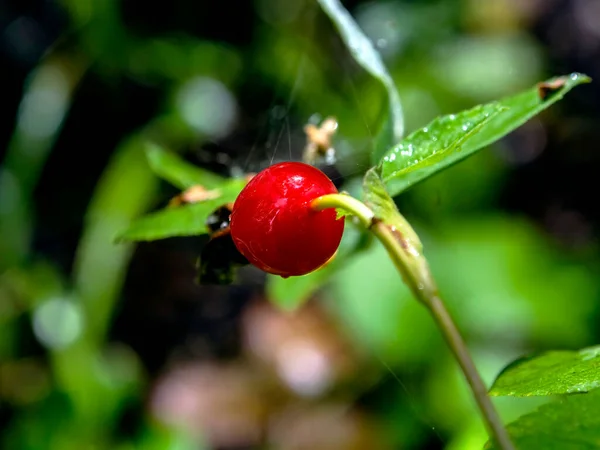 Rote Hagebuttenfrucht Einem Zweig Wald Einem Regnerischen Tag Makro — Stockfoto