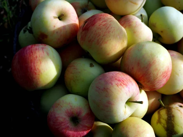 Saftige Frische Äpfel Einem Eimer Auf Dem Boden Garten — Stockfoto