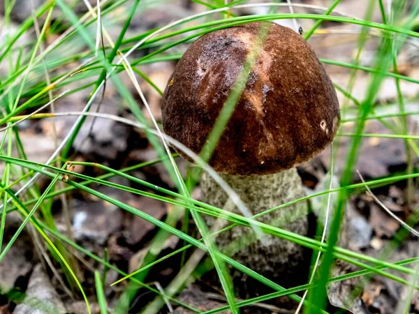 Βρώσιμα Μανιτάρια Λατινικό Όνομα Leccinum Scabrum Αναπτύσσονται Μεταξύ Πεσμένων Φύλλων — Φωτογραφία Αρχείου