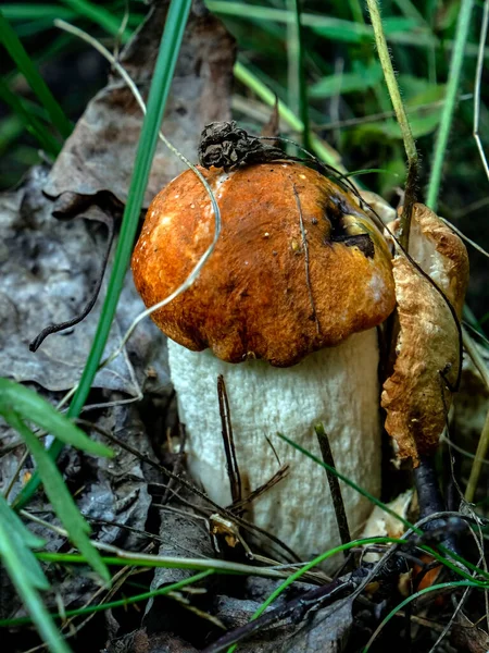 Ehető Gomba Latin Nevével Leccinum Aurantiacum Erdőben Között Lehullott Levelek — Stock Fotó