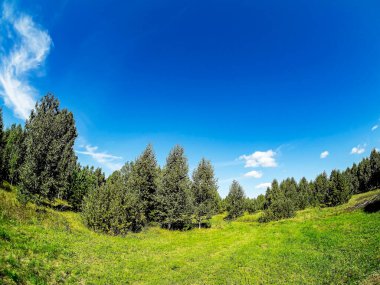 Orman kıyısı güneşli bir günde, açık bulutlu mavi gökyüzü, yeşil alan, Güney Ural, Rusya