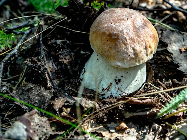 라틴어 이름인 투스에 두리스가 버섯은 사이에서 자라는데 버섯은 버섯입니다 — 스톡 사진