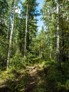 huş ağacı ve çam ağaçları yazın, Güney Ural Ormanı