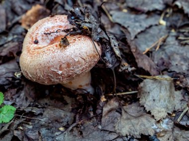 Latince adı Lactarius Torminosus olan yenilebilir mantar ormanda dökülen yapraklar ve çimenlerin arasında yetişir.