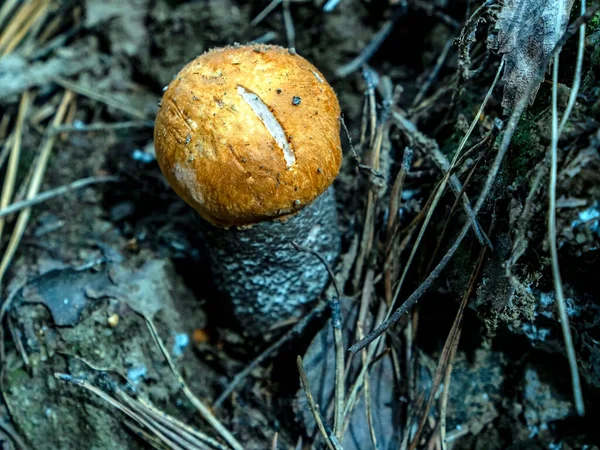 Edible Mushroom Latin Name Leccinum Aurantiacum Grows Forest Grass Fallen — Stock Photo, Image