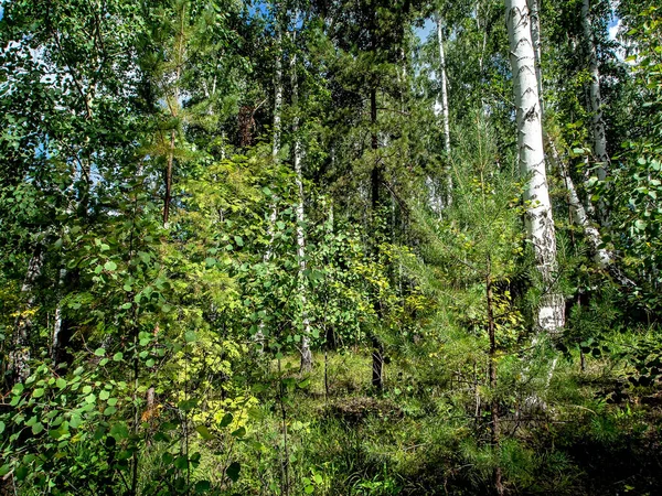 birch and pine mixed forest in summer, southern Ural forest