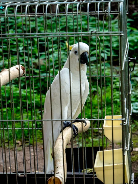 Pappagallo Bianco Cacatua Una Gabbia Uno Sfondo Naturale Verde — Foto Stock