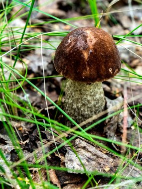 Latince adı Leccinum scabrum olan yenilebilir mantarlar dökülen yapraklar, makro ve dar odak noktaları arasında yetişir.