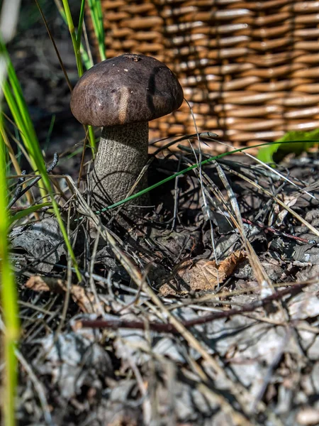 Ätbara Svampar Med Det Latinska Namnet Leccinum Scabrum Växer Bland — Stockfoto