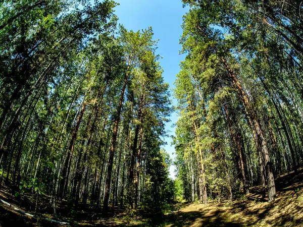 Forêt Pins Été Vous Pouvez Voir Ciel Bleu Avec Des — Photo