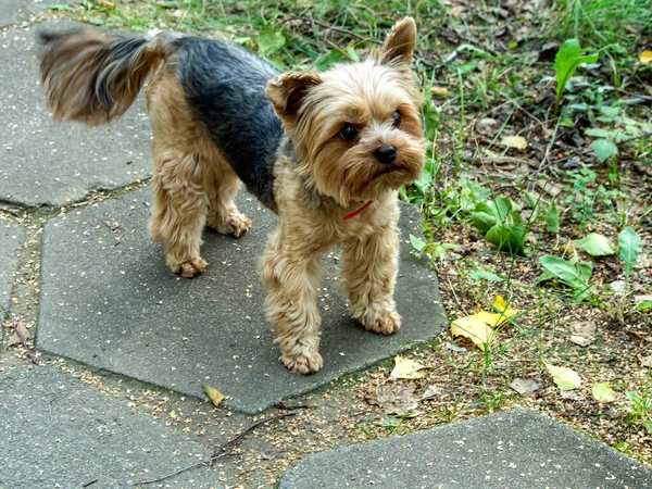 Small Shorn Yorkshire Terrier Green Grass — Stock Photo, Image