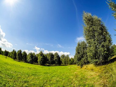 Orman kıyısı güneşli bir günde, açık bulutlu mavi gökyüzü, yeşil alan, Güney Ural, Rusya