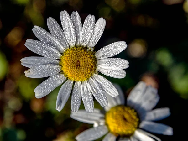 Heřmánkový Květ Kapkami Rosy Okvětních Lístcích Ozářený Ranním Sluncem — Stock fotografie
