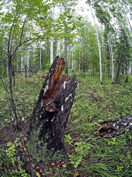 Stary Zniszczony Kikut Porośnięty Porostem Mchu Trawą Jesiennym Lesie — Zdjęcie stockowe