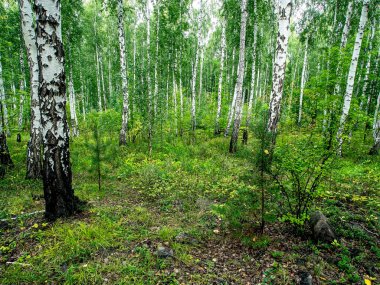 huş ağacı ve çam ağaçları yazın, Güney Ural Ormanı