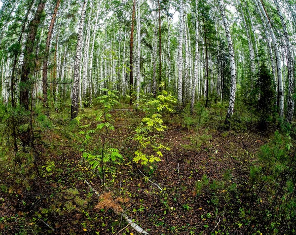 birch and pine mixed forest in summer, southern Ural forest