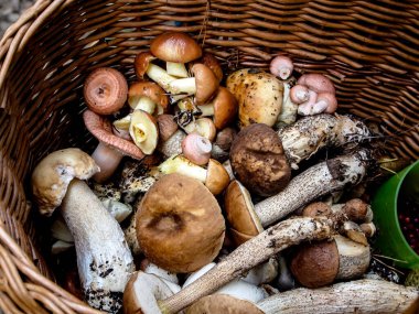 Güney Urallar sepetindeki ormanda toplanan porcini mantar ve boletus hasadı.