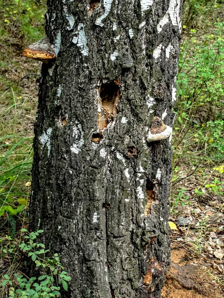 hollows and holes in an old tree in the forest, traces of woodpecker work on the tree