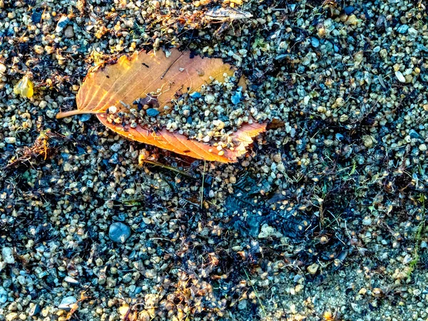 Oranje Herfstblad Bedekt Met Zand Aan Oever Van Het Meer — Stockfoto