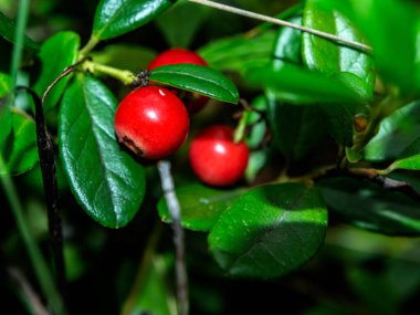 Kırmızı yenilebilir orman meyveleri. Latince adı Vaccinium vitis-idaea. Ormanda bir açıklıkta, halk tıbbında kullanılır.