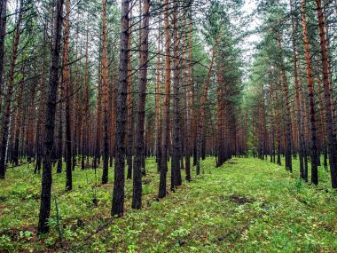 Sonbaharda genç çam ormanı, düz çamlar, güney Urallar