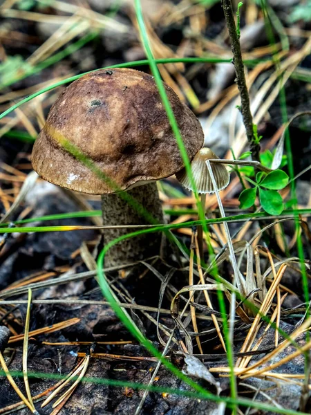 ラテン語名の Leccinum Scabrum の食用キノコは 落ち葉 マクロ 狭い焦点ゾーンの間で成長します — ストック写真