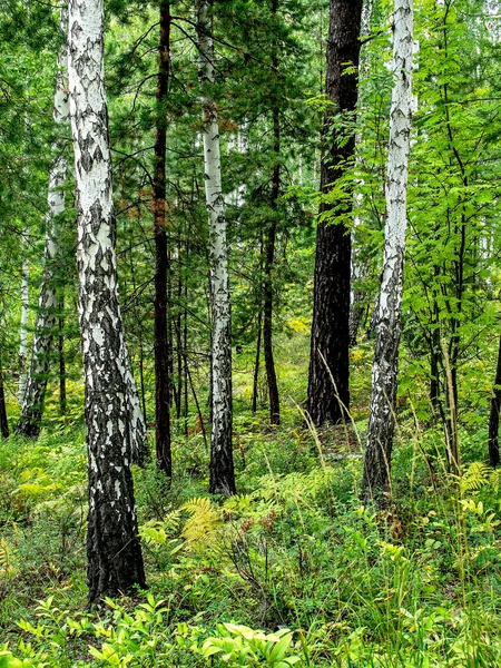 Huş Ağacı Çam Ağaçları Yazın Güney Ural Ormanı — Stok fotoğraf