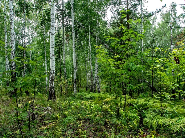 Береза Сосновый Лес Летом Южный Уральский Лес — стоковое фото