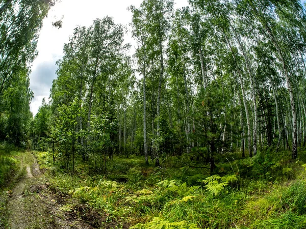 Sentier Dans Forêt Mixte Été Sud Oural — Photo