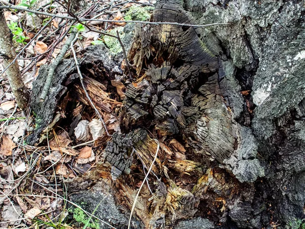 Vieille Souche Fissurée Sombre Dans Forêt Des Fragments Bois Sont — Photo