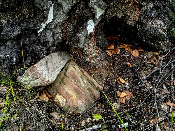 Les Racines Des Arbres Forestiers Tordent Autour Des Rochers Sur — Photo