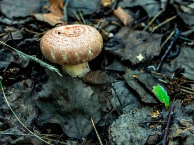 Latince adı Lactarius Torminosus olan yenilebilir mantar ormanda dökülen yapraklar ve çimenlerin arasında yetişir.