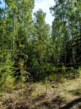 huş ağacı ve çam ağaçları yazın, Güney Ural Ormanı