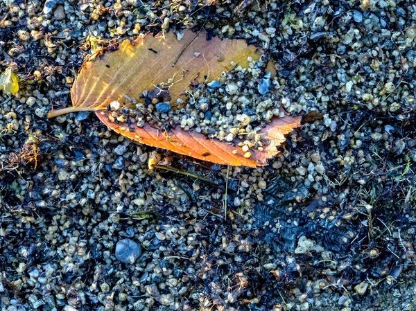 Оранжевый Осенний Лист Покрытый Песком Берегу Озера Макро Большие Песчинки — стоковое фото