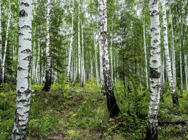 huş ağacı ve çam ağaçları yazın, Güney Ural Ormanı