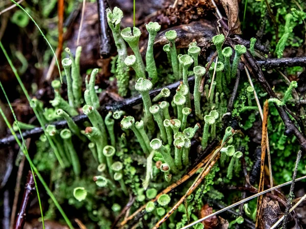 Beautiful lichen with the Latin name Cladonia chlorophaea, folk name goblets of elves, macro, narrow focus zone — Stock Photo, Image