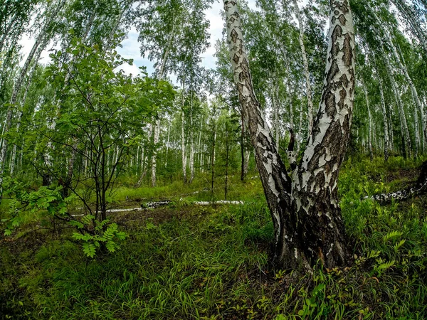 Береза и сосновый лес летом, рыбий глаз — стоковое фото