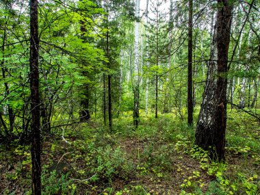 huş ağacı ve çam ağaçları yazın karışıyor.