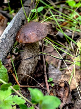 Latince adı Leccinum scabrum olan yenilebilir mantarlar dökülen yapraklar, makro ve dar odak noktaları arasında yetişir.