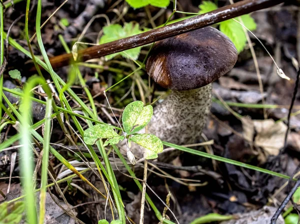 Setas Comestibles Con Nombre Latino Leccinum Scabrum Crecen Entre Las — Foto de Stock