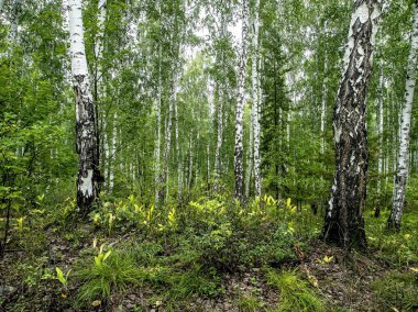 huş ağacı ve çam ağaçları yazın, Güney Ural Ormanı