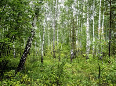 huş ağacı ve çam ağaçları yazın, Güney Ural Ormanı
